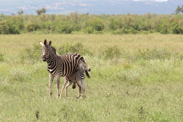 Naklejka premium Steppenzebra / Burchell's Zebra / Equus burchellii...