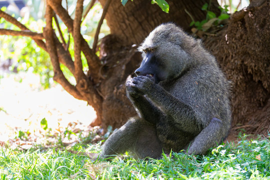 A baboon has found a fruit and eats it