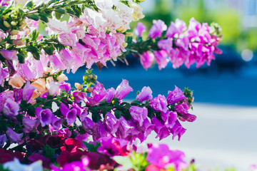 Obraz premium Outdoor blooming pink and purple foxglove flowers，Digitalis purpurea L