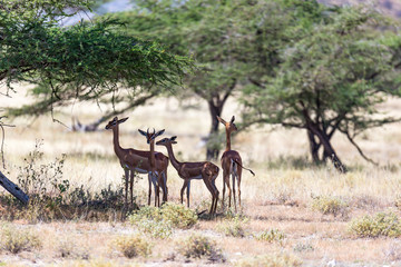 Naklejka na ściany i meble Some gerenuk in the kenyan savanna looking for food