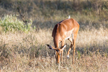 Impala gazelles grazed in the savannah of Kenya