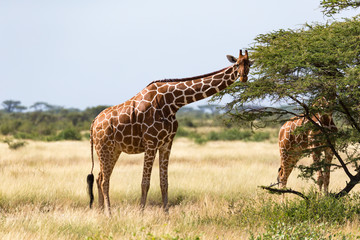 A giraffe group eats the leaves of the acacia trees