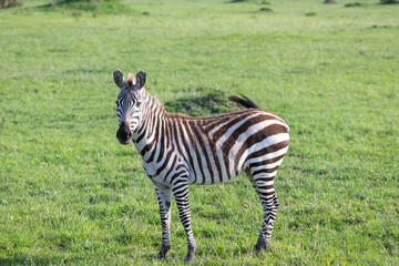 Naklejka premium A little zebra in the savannah of Kenya
