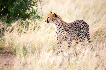 A cheetah walks in the high grass of the savannah looking for something to eat