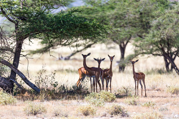 Some gerenuk in the kenyan savanna looking for food