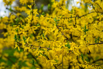 Spring in Japanese Garden in Hasselt, Belgium