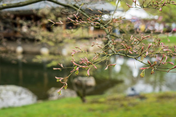 Spring in Japanese Garden in Hasselt, Belgium