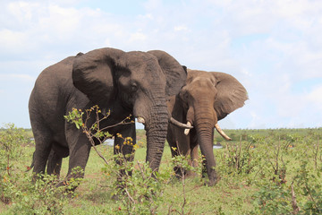 Afrikanischer Elefant / African elephant / Loxodonta africana