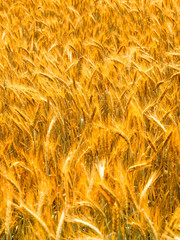 Wheat field. Crop crops. Ears of corn