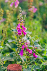 Outdoor blooming pink and purple foxglove flowers，Digitalis purpurea L