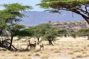 Some gerenuk in the kenyan savanna looking for food