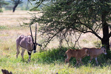 An Oryx family stands in the pasture surrounded by green grass and shrubs