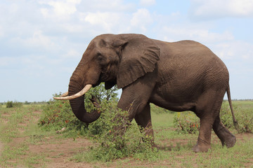 Afrikanischer Elefant / African elephant / Loxodonta africana