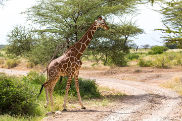 A giraffe crosses a path in the savannah