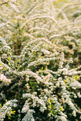 white flowers spring and sunlight