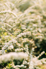 white flowers spring and sunlight