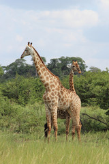 Giraffe / Giraffe / Giraffa Camelopardalis