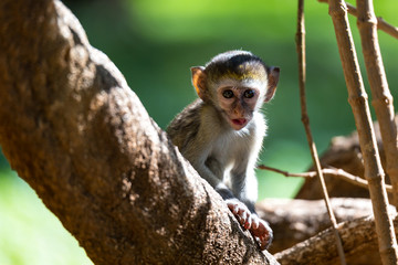 A little monkey sits and looks very curious