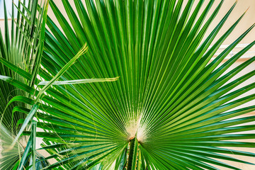 Beautiful lush palm branch. Wide corrugated sheet. Close-up.