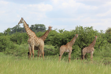 Giraffe / Giraffe / Giraffa Camelopardalis