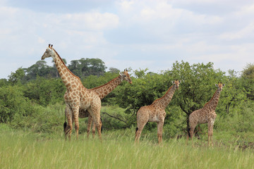 Giraffe / Giraffe / Giraffa Camelopardalis