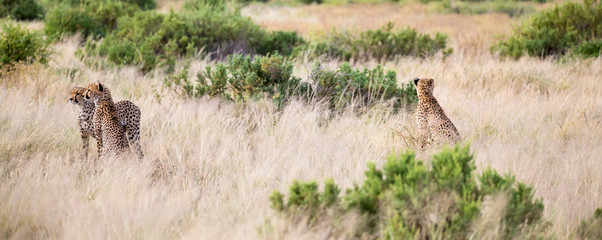 Some cheetahs are running in the savannah in the tall grass