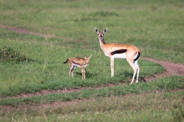 Naklejka na ściany i meble A Thomson's gazelle with her offspring in the savanna
