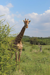 Giraffe / Giraffe / Giraffa Camelopardalis
