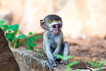 A little monkey sits and looks very curious