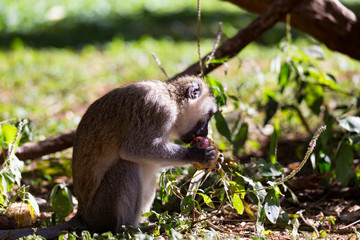 A monkey eats at a fruit found