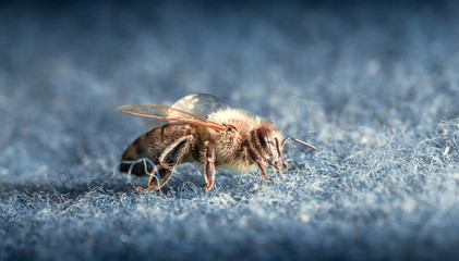 Biene auf dem Teppich.