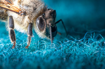 Biene auf dem Teppich