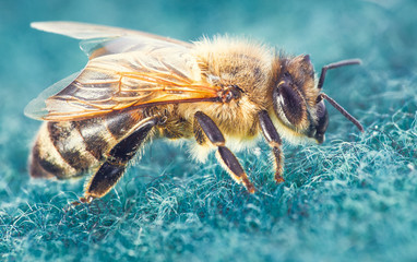 Biene auf dem Teppich.