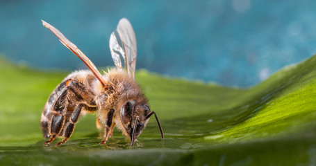 Biene auf grünem Blatt