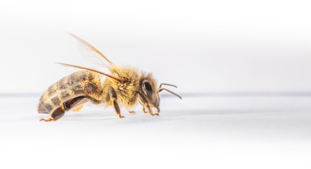Honig Biene auf Weiß. Hintergrund.