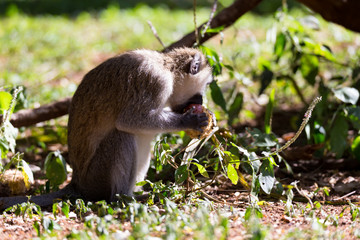 A monkey eats at a fruit found