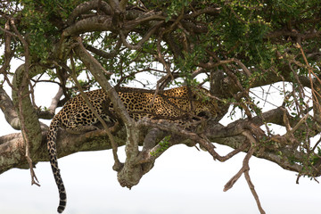 A leopard has settled comfortably between the branches of a tree to rest