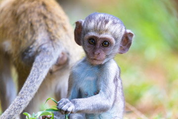 A little monkey sits and looks very curious