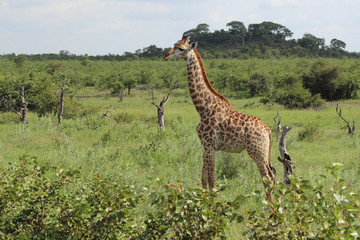 Giraffe / Giraffe / Giraffa Camelopardalis