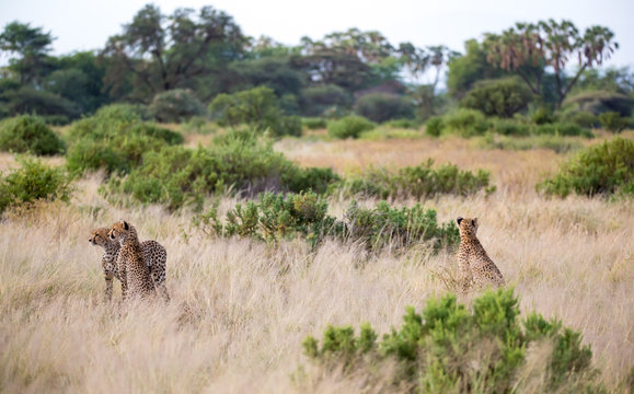 Some cheetahs are running in the savannah in the tall grass