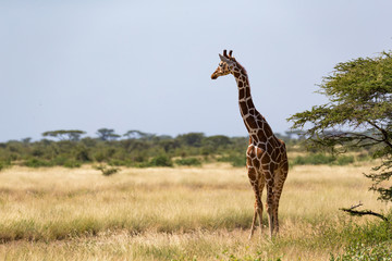 Giraffes in the savannah of Kenya with many trees and bushes in the background