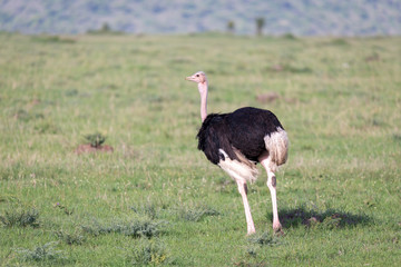 An ostrich bird is running in the grass