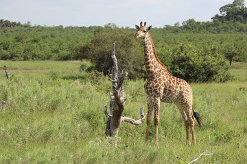 Giraffe / Giraffe / Giraffa Camelopardalis