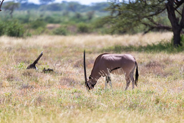 An Oryx family stands in the pasture surrounded by green grass and shrubs
