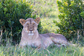 A lioness has made herself comfortable in the grass and is resting