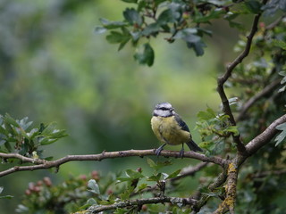 adult blue tit (Cyanistes caeruleus) perched on tree branch in woodland