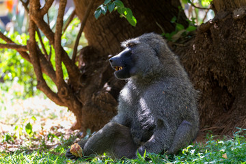 A baboon has found a fruit and eats it
