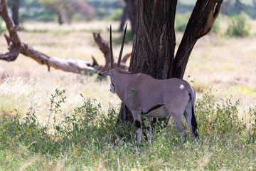 An Oryx family stands in the pasture surrounded by green grass and shrubs