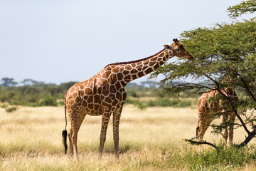 A giraffe group eats the leaves of the acacia trees
