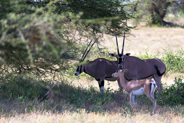 An Oryx family stands in the pasture surrounded by green grass and shrubs